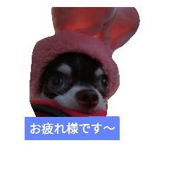 [LINEスタンプ] チワワさん 1