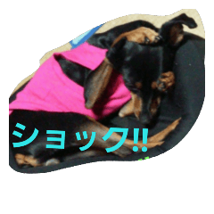 [LINEスタンプ] ミニピンでスタンぷ