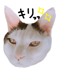 [LINEスタンプ] もんたくん