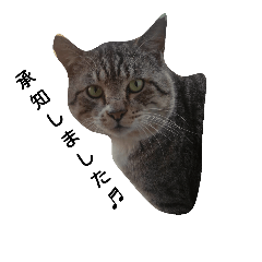 [LINEスタンプ] うちの猫スタンプ如何ですか？2