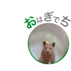 [LINEスタンプ] キンクマハムスターのおはぎくん