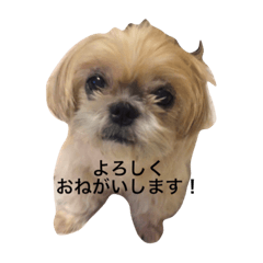 [LINEスタンプ] シーズー・ベリーのスタンプ