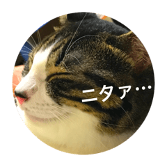 [LINEスタンプ] ゆるっと愛猫スタンプ