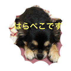 [LINEスタンプ] ひなちのスタンプ