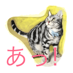 [LINEスタンプ] 我が家の癒しネコたち