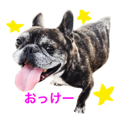 [LINEスタンプ] フレンチブルドッグのぶーちゃん