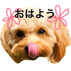 [LINEスタンプ] マロン＆グッチ1