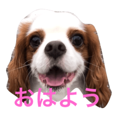 [LINEスタンプ] ロッティと日常語