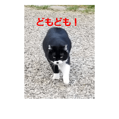 [LINEスタンプ] そとねこ