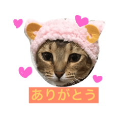 [LINEスタンプ] おもちとココア