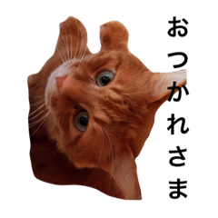 [LINEスタンプ] いっさ＆はるまろ すたんぷ