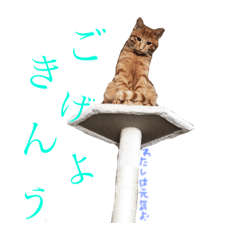 [LINEスタンプ] ララちゃん の スタンプ