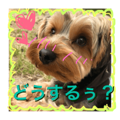 [LINEスタンプ] ゆば君