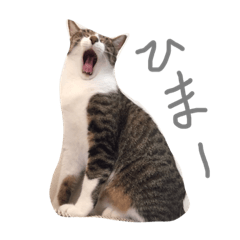 [LINEスタンプ] まったりニャンコ