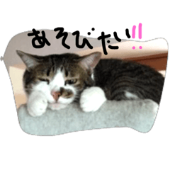 [LINEスタンプ] ニャンにゃんたち