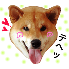 [LINEスタンプ] シバわんダフル (日常編)