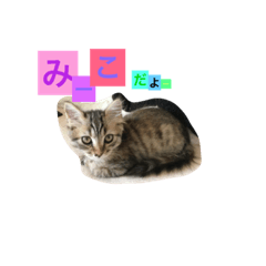 [LINEスタンプ] みーことティラ