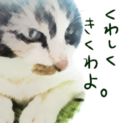 [LINEスタンプ] 三毛猫姉さんのスタンプ