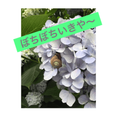 [LINEスタンプ] 花写真ことば