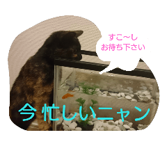 [LINEスタンプ] サビネコだってかわいいもん！