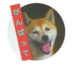 [LINEスタンプ] 柴犬  くるみちゃん 5