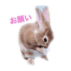 [LINEスタンプ] リトルラビットうーたん