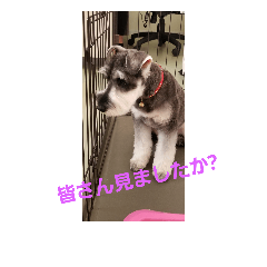 [LINEスタンプ] 副社長です❢