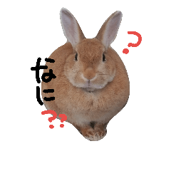 [LINEスタンプ] まろwithたまちゃん