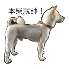 [LINEスタンプ] dog-Anita-1