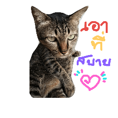 [LINEスタンプ] Emotion' Cats V2