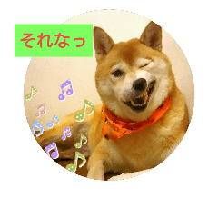 [LINEスタンプ] 柴犬  くるみちゃん 7
