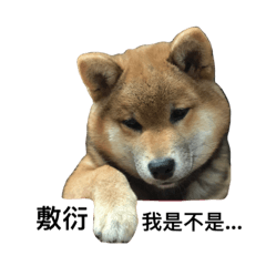 [LINEスタンプ] Funny Shiba 888