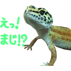 [LINEスタンプ] きーーーちゃーーーん