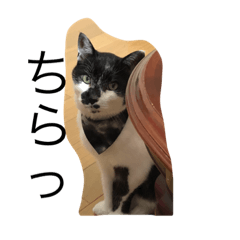 [LINEスタンプ] カムイのスタンプ