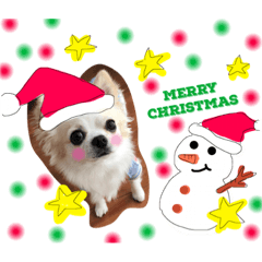 [LINEスタンプ] 犬のスタンプ うちのチワワ