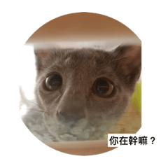 [LINEスタンプ] pets Taiwan