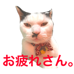 [LINEスタンプ] 愛猫 ののちゃん