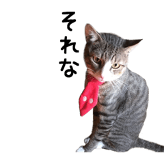 [LINEスタンプ] 愉快なCat Family