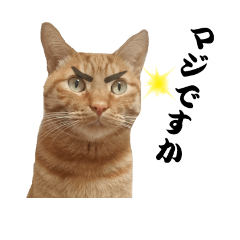 [LINEスタンプ] 茶トラ猫みたらし