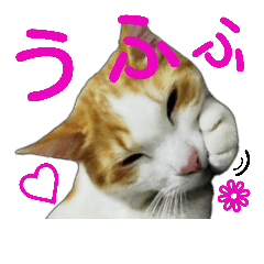 [LINEスタンプ] 美猫のさくらちゃん♡の画像（メイン）