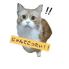 [LINEスタンプ] くう太、ポン太、時々ゴン太