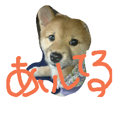 [LINEスタンプ] 豆柴こゆき日和