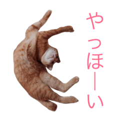 [LINEスタンプ] れおくんの日常