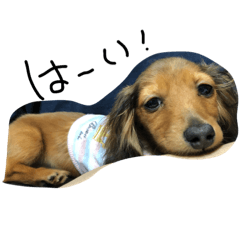 [LINEスタンプ] 小太郎#