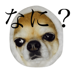 [LINEスタンプ] チワワのチェスター