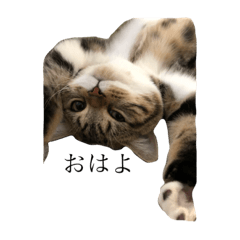 [LINEスタンプ] 西村さん家のこてつくん