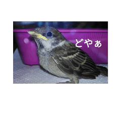 [LINEスタンプ] Birdstamp2