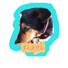 [LINEスタンプ] 可愛い愛犬、ナッツ。