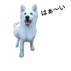 [LINEスタンプ] ホワイトスイスシェパード王子