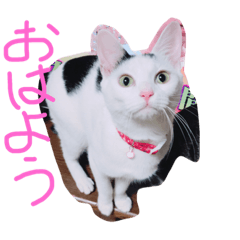 [LINEスタンプ] さとーさんちの猫